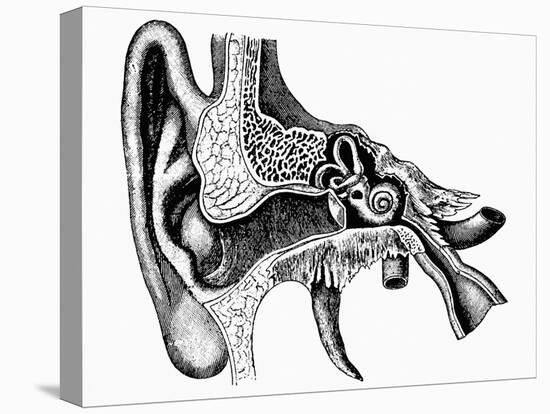 Inner Ear-Mehau Kulyk-Premier Image Canvas