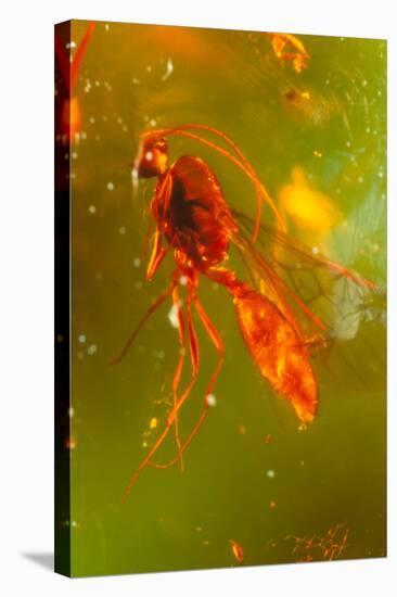 Insect Fossilised In Amber-Vaughan Fleming-Premier Image Canvas