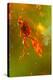 Insect Fossilised In Amber-Vaughan Fleming-Premier Image Canvas