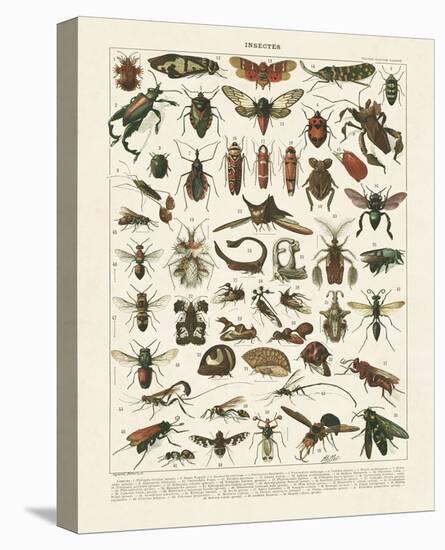 Insectes I-Adolphe Millot-Stretched Canvas