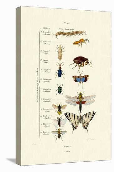 Insects, 1833-39-null-Premier Image Canvas