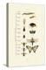 Insects, 1833-39-null-Premier Image Canvas