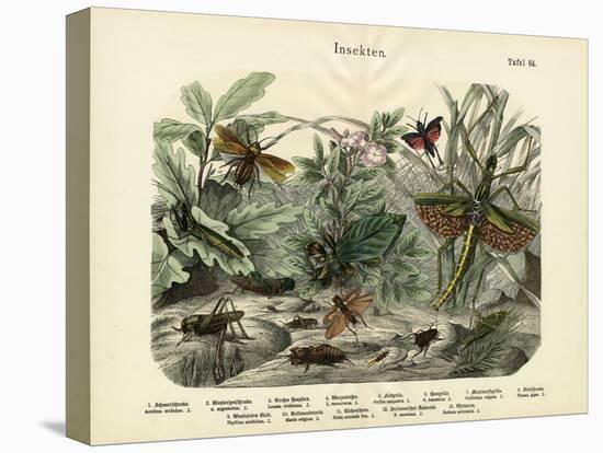 Insects, C.1860-null-Premier Image Canvas