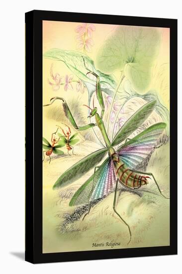 Insects: Mantis Religiosa-James Duncan-Stretched Canvas