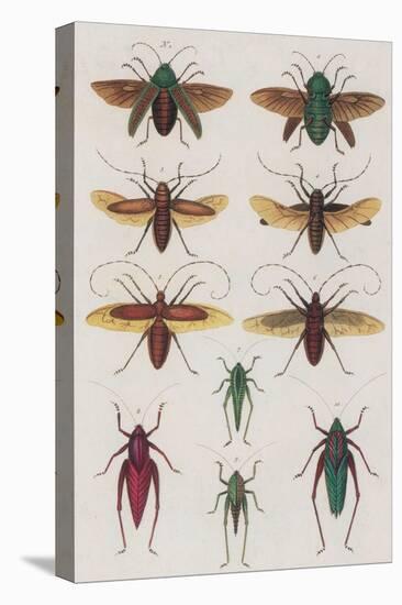 Insects, Seba's Thesaurus, 1734-Science Source-Premier Image Canvas