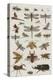 Insects, Seba's Thesaurus, 1734-Science Source-Premier Image Canvas