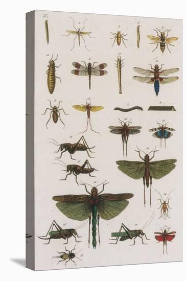 Insects, Seba's Thesaurus, 1734-Science Source-Premier Image Canvas