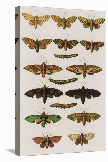 Insects, Seba's Thesaurus, 1734-Science Source-Premier Image Canvas