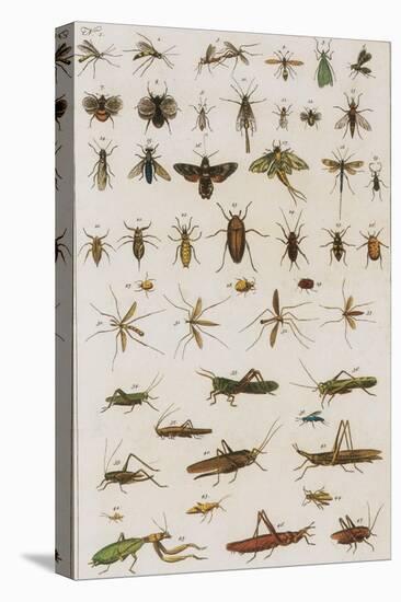 Insects, Seba's Thesaurus, 1734-Science Source-Premier Image Canvas