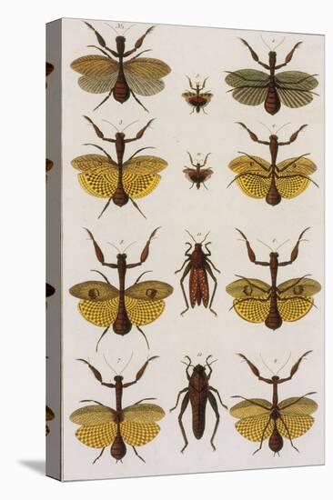 Insects, Seba's Thesaurus, 1734-Science Source-Premier Image Canvas