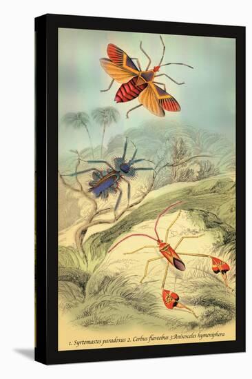 Insects: Syrtomastes Paradoxus, Cerbus Flaveobus-James Duncan-Stretched Canvas