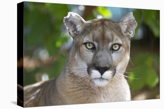 Intense Direct Eye Contact Portrait Of A Mountain Lion Looking At The Camera-Karine Aigner-Premier Image Canvas