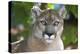 Intense Direct Eye Contact Portrait Of A Mountain Lion Looking At The Camera-Karine Aigner-Premier Image Canvas