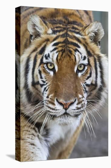 Intense Portrait of a Bengal Tiger-Karine Aigner-Premier Image Canvas