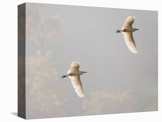 Intermediate Egret (Mesophoyx Intermedia), Flying Over the Bagmati River, Kathmandu, Nepal-Don Smith-Premier Image Canvas