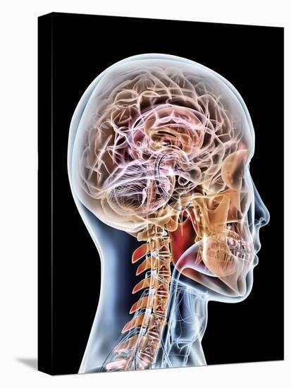 Internal Brain Anatomy, Artwork-PASIEKA-Premier Image Canvas