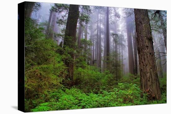 Into The Woods, Redwood Coast, Northern California-Vincent James-Premier Image Canvas