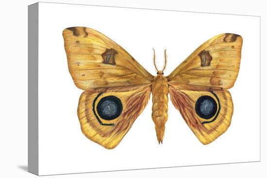 Io Moth (Automeris Io), Insects-Encyclopaedia Britannica-Stretched Canvas