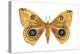 Io Moth (Automeris Io), Insects-Encyclopaedia Britannica-Stretched Canvas