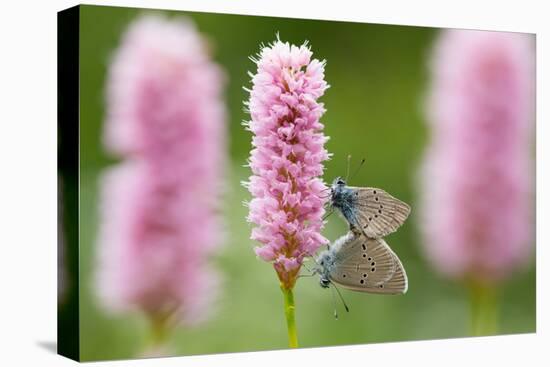 Iolas blue butterfly pair mating on flowers, Italy-Edwin Giesbers-Premier Image Canvas