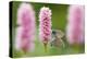 Iolas blue butterfly pair mating on flowers, Italy-Edwin Giesbers-Premier Image Canvas