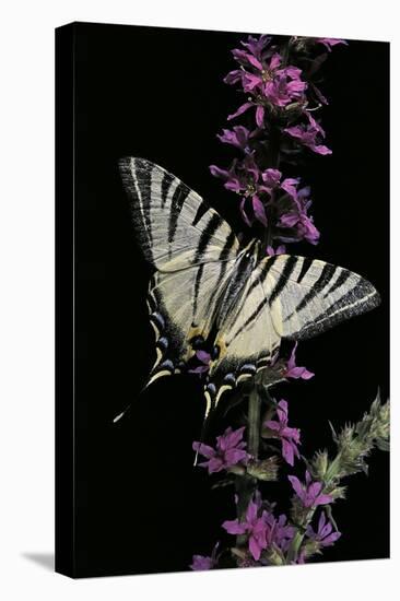 Iphiclides Podalirius (Scarce Swallowtail, Pear-Tree Swallowtail)-Paul Starosta-Premier Image Canvas