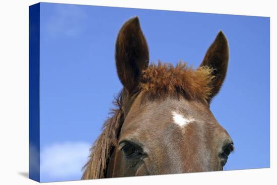 Ireland. Close-Up of Horse Face-Kymri Wilt-Premier Image Canvas