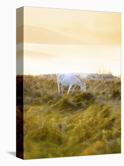 Ireland, Co.Donegal, Fanad, Horse in field-Shaun Egan-Premier Image Canvas