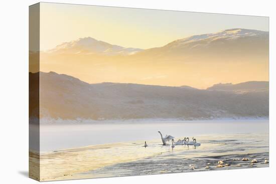 Ireland, Co.Donegal, Mulroy bay, Swans on frozen water-Shaun Egan-Premier Image Canvas