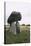 Ireland, County Louth, Ballymascanlon, Proleek Dolmen-null-Premier Image Canvas