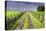 Ireland. Dirt road in County Roscommon-Jaynes Gallery-Premier Image Canvas