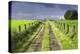 Ireland. Dirt road in County Roscommon-Jaynes Gallery-Premier Image Canvas