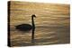 Ireland, Galway. Swan on Galway Bay-Jaynes Gallery-Premier Image Canvas