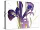 Iris, 1987-Claudia Hutchins-Puechavy-Premier Image Canvas