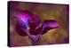 Iris Ablaze-Jessica Jenney-Premier Image Canvas