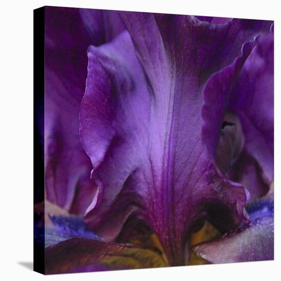 Iris Abstract-Anna Miller-Premier Image Canvas