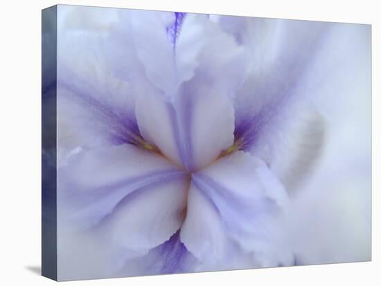 Iris Abstract-Anna Miller-Premier Image Canvas