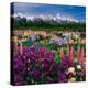 Iris and Lupin Garden, Teton Range-Adam Jones-Premier Image Canvas