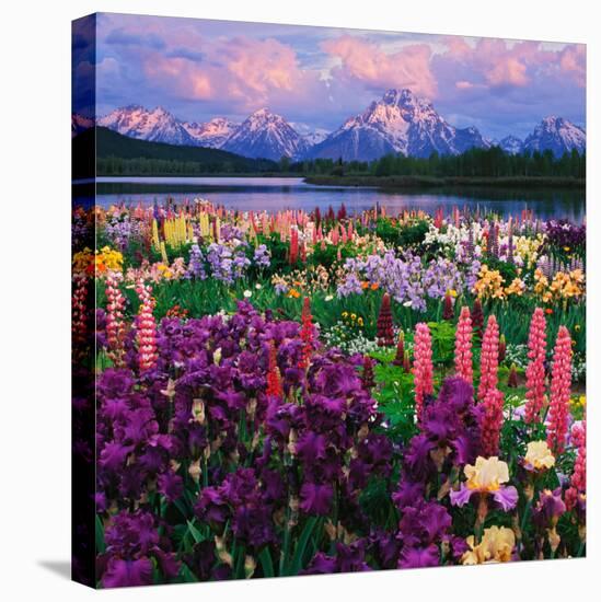 Iris and Lupine Garden and Teton Range at Oxbow Bend, Wyoming, USA-Adam Jones-Premier Image Canvas