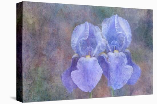 Iris Blue Rhythm-Cora Niele-Premier Image Canvas