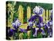 Iris' by the Fence-Bruce Dumas-Premier Image Canvas