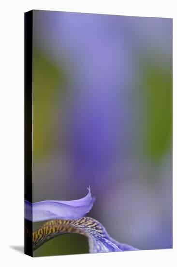 Iris, Close-Up-Andreas Keil-Premier Image Canvas