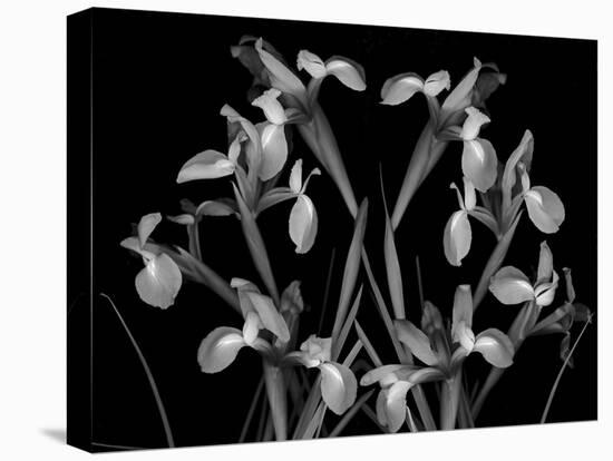 Iris Composition in Black and White-Anna Miller-Premier Image Canvas