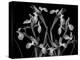 Iris Composition in Black and White-Anna Miller-Premier Image Canvas
