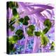 Iris Delight II-Herb Dickinson-Premier Image Canvas