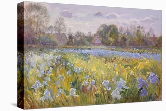 Iris Field in the Evening Light, 1993-Timothy Easton-Premier Image Canvas