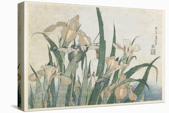 Iris Flowers and Grasshopper, C.1830-31-Katsushika Hokusai-Premier Image Canvas