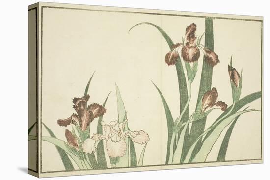 Iris, from the Picture Book of Realistic Paintings of Hokusai (Hokusai Shashin Gafu), C.1814-Katsushika Hokusai-Premier Image Canvas