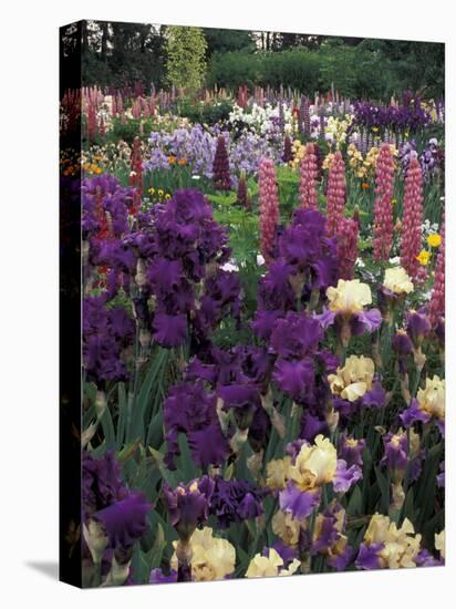 Iris Garden, Salem, Oregon, USA-Adam Jones-Premier Image Canvas