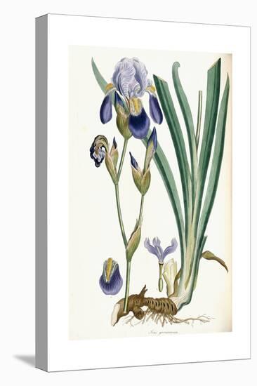 Iris Germanica, 1847-Ferdinand Bauer-Premier Image Canvas